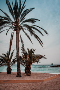 Palm trees on beach against sky