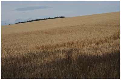 Scenic view of wheat field against sky