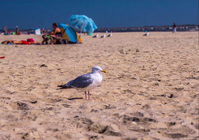 Seagulls on beach