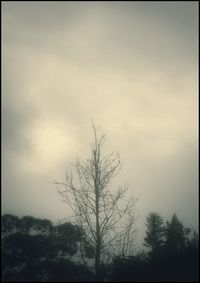 Low angle view of silhouette bare trees against sky during sunset