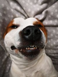 Close-up portrait of dog