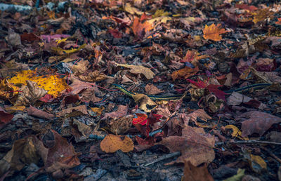 Full frame shot of dry maple leaves