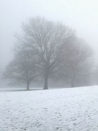 Trees on snow covered landscape