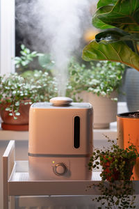 Steam from humidifier, moistens dry air surrounded by indoor houseplants. home garden, plant care