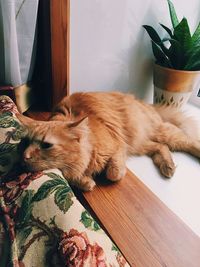 Cat resting on table at home