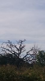 Bare tree on field against sky