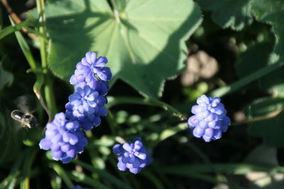 Close-up of purple flowers blooming outdoors