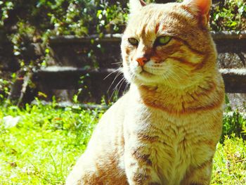 Close-up of cat on tree