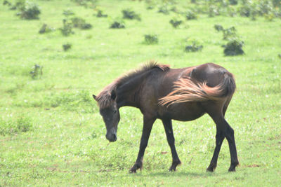 Horse grazing in a field