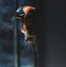 Close-up of cat looking away