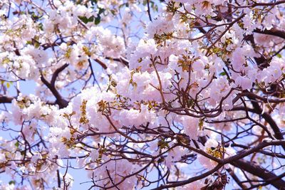 Low angle view of cherry blossoms in spring