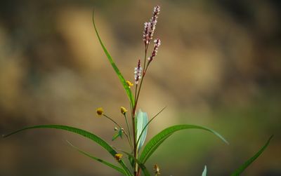 Close-up of plant