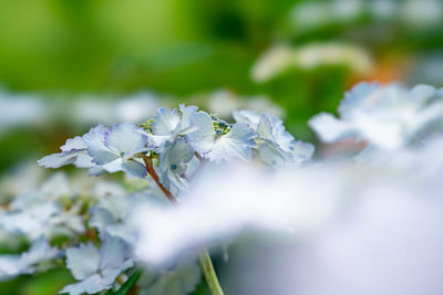 Close-up of white flowering plant