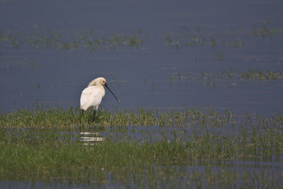 Bird by lake