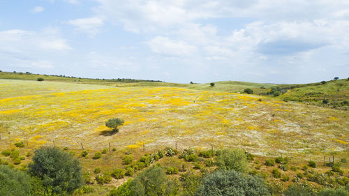 Scenic view of landscape against sky