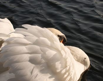 View of swan in lake
