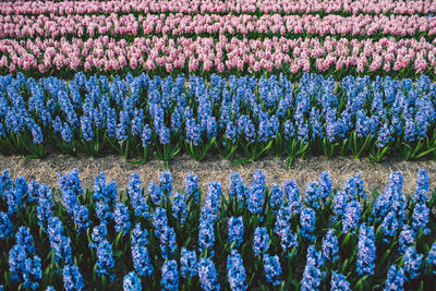 Close-up of purple flowering plants on field