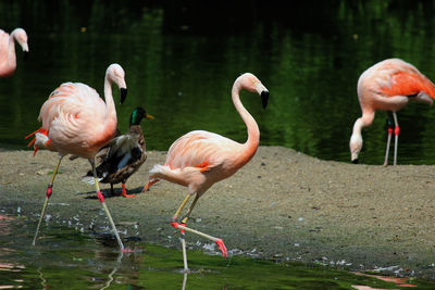 Flock of birds in a lake