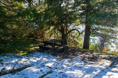 Bench in forest