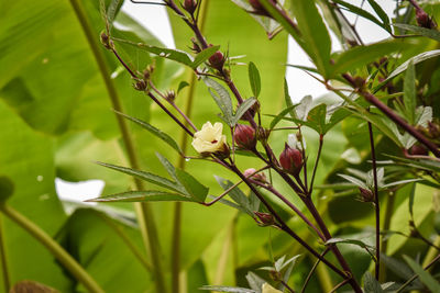 Close-up of butterfly on plant