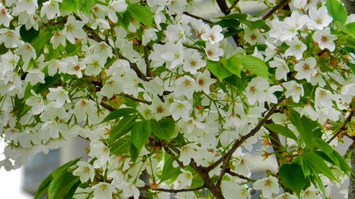 Close-up of white flowers