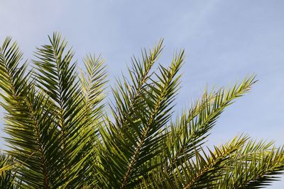 Low angle view of palm tree against sky