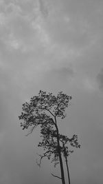 Low angle view of tree against sky