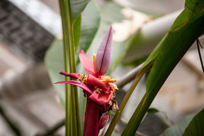 Close-up of red flowering plant