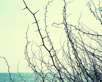 Bare tree against sea against clear sky