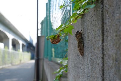 Close-up of insect on wall