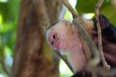 Close-up of monkey on tree