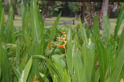 Plants growing on field