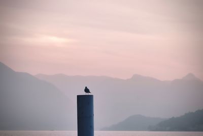 Silhouette bird on mountain against sky during sunset