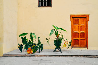 Potted plants against house