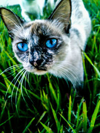 Close-up portrait of cat