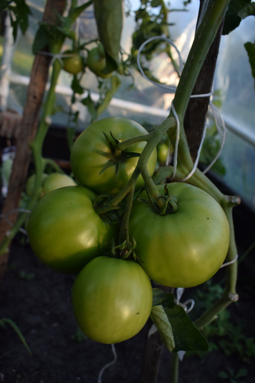 CLOSE-UP OF FRUITS GROWING ON PLANT