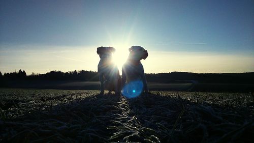 Sun shining between two dogs
