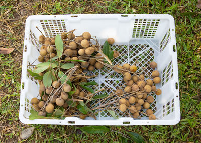 High angle view of vegetables in box