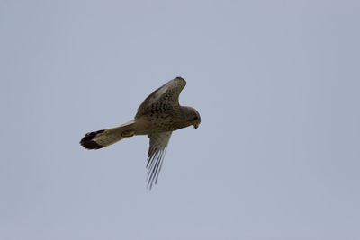 Low angle view of eagle flying in sky