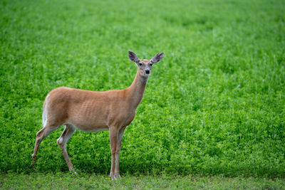 Deer portrait