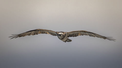 Bird flying in the sky