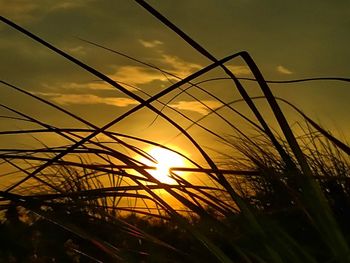 Close-up of silhouette grass against sunset sky