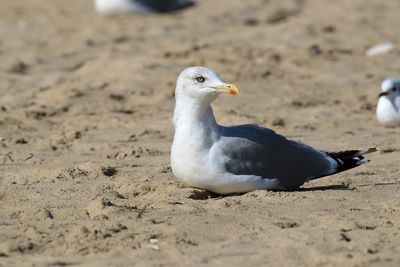 View of birds on beach