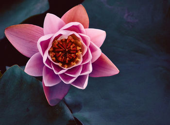 Close-up of pink rose flower