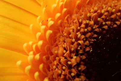 Full frame shot of yellow flower