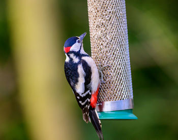 Great spoted woodpecker, dendrocopos major, perched on a garden feeder.