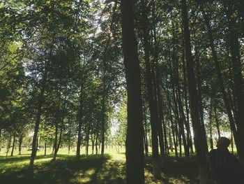 Low angle view of trees against sky