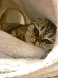 Close-up portrait of cat resting on pet bed