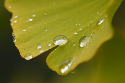 Close-up of water drops on leaf