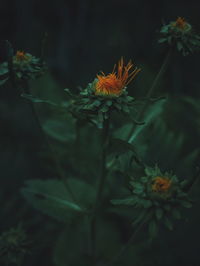 Close-up of orange flowering plant